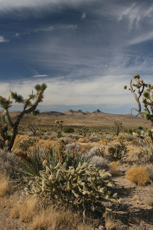 Did You Know 5 California Desert Surprises Sierra Club